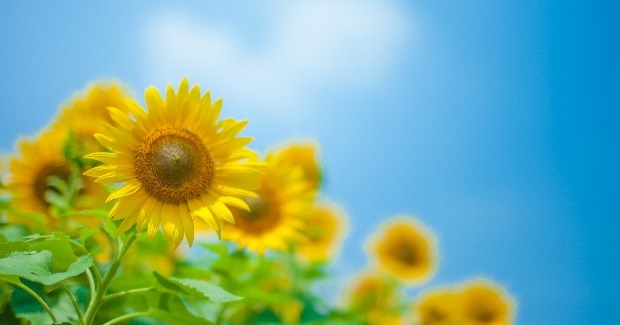 令和7年度　自己評価表の公表について